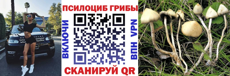 блэк спрут tor  Волосово  Галлюциногенные грибы GOLDEN TEACHER  наркотики 